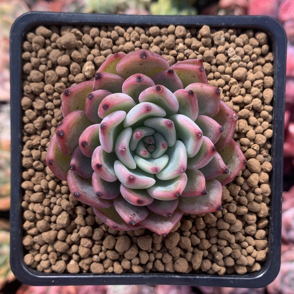 Echeveria 'Kotaro' 1" Succulent Plant