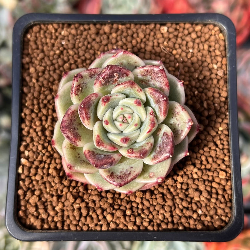 Echeveria Selected Hybrid 1"-2" Succulent Plant