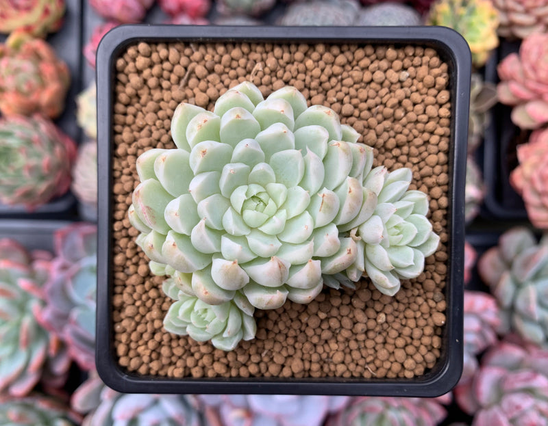 Echeveria 'Iriyageum' Variegated 4" Cluster Succulent Plant