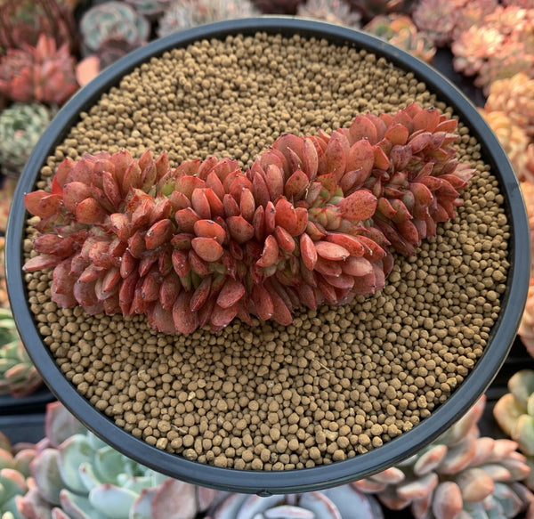 Echeveria Agavoides 'Red Crows' Crested 4" Succulent Plant