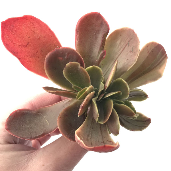 Echeveria 'Fimbriata' Variegated AKA 'Fasciculata' Crested 5" Succulent Plant