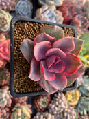 Echeveria 'Rainbow' Variegated 2"-3” Rare Succulent Plant