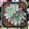 Echeveria 'Revolution' 2" Cluster Succulent Plant