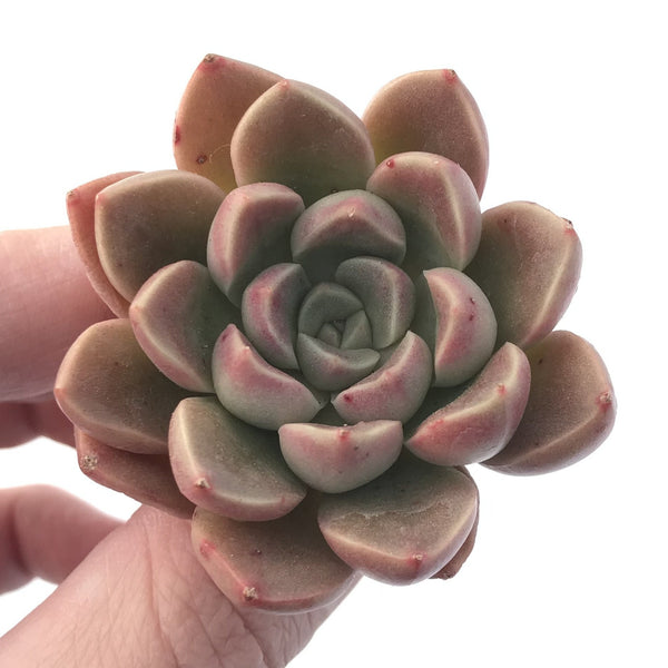 Echeveria 'Moralbi' New Hybrid 1"-2" Succulent Plant