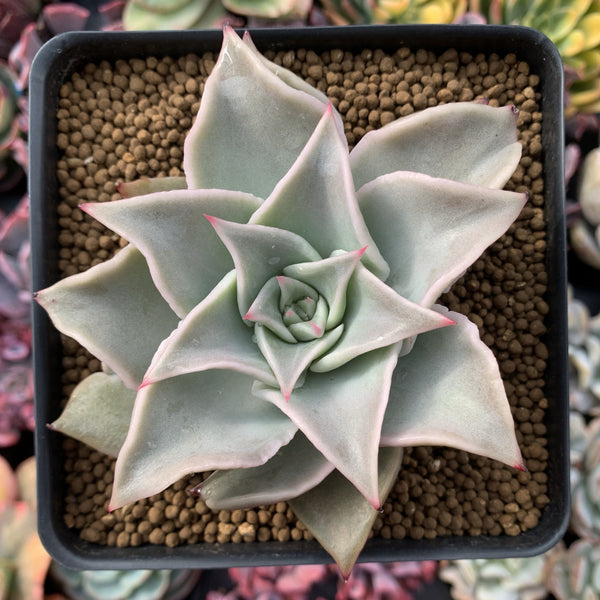 Echeveria 'Madiba' 3"-4" Succulent Plant