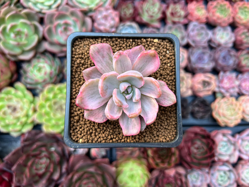 Graptoveria 'Mrs. Richards' Variegated 2" Succulent Plant