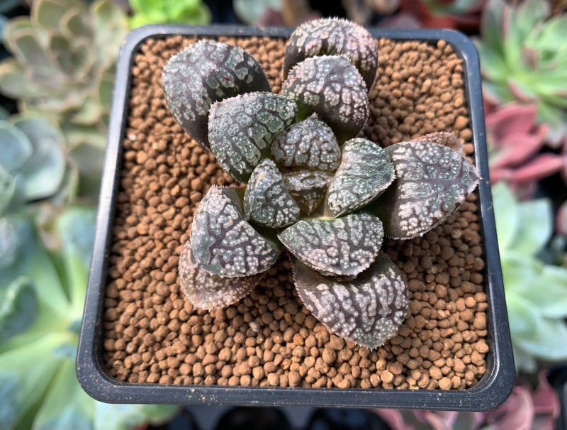 Haworthia 'Mordor' 2" Succulent Plant