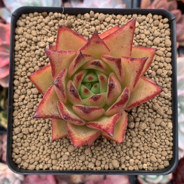 Echeveria Agavoides 'Ebony' 3" Succulent Plant