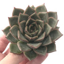 Echeveria sp. 3" Succulent Plant