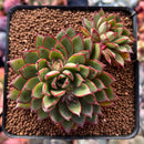 Echeveria sp. 2" Succulent Plant