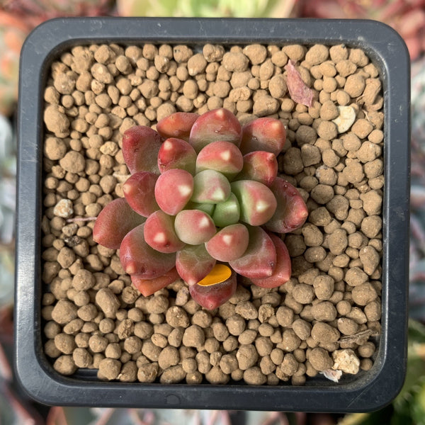 Pachyphytum Compactum 'Pink Glaucum' 1" Succulent Plant