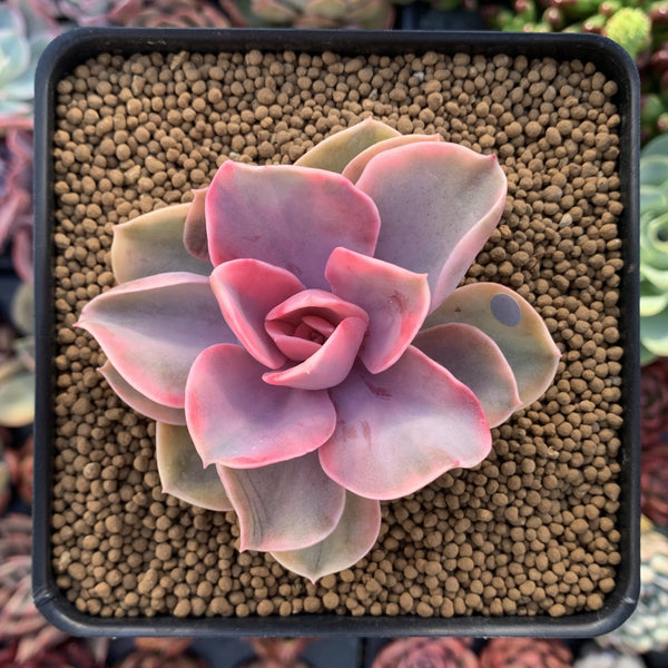 Echeveria 'Rainbow' Variegated 3" Succulent Plant