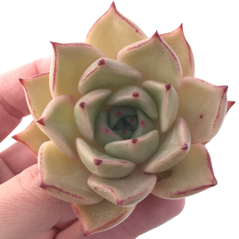 Echeveria Agavoides sp. 2"-3" Succulent Plant