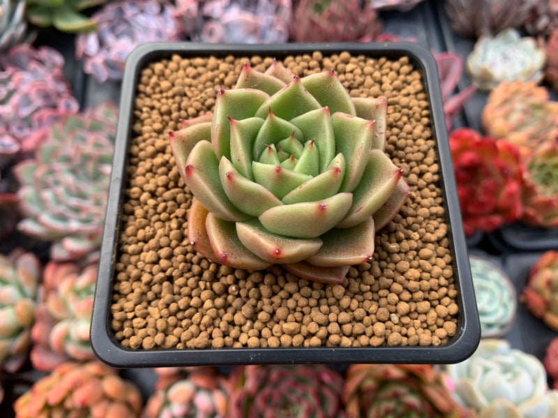 Echeveria Agavoides 'Spicy' 2" Succulent Plant