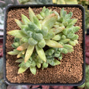 Pachyveria 'Bellgrave' Cluster 2"-3" Succulent Plant