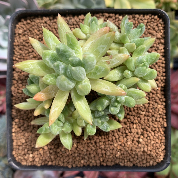 Pachyveria 'Bellgrave' Cluster 2"-3" Succulent Plant