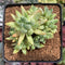 Pachyveria 'Bellgrave' Cluster 2"-3" Succulent Plant