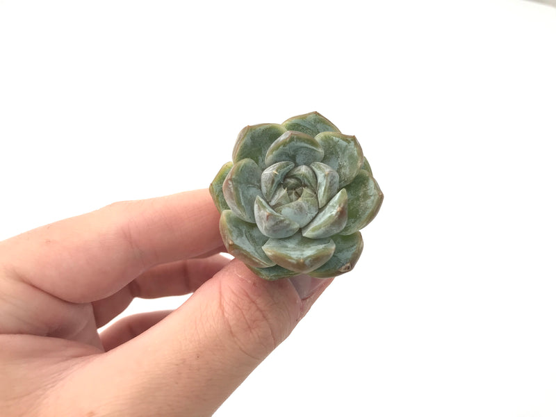 Echeveria 'Snow Bunny' 1" Powdery Succulent Plant