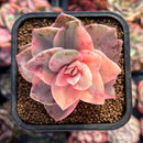 Graptopetalum 'Bainesii' Variegated 2" Succulent Plant