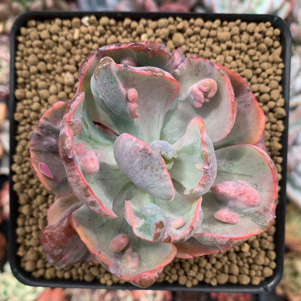 Echeveria 'Beyonce' Variegated 3" Succulent Plant