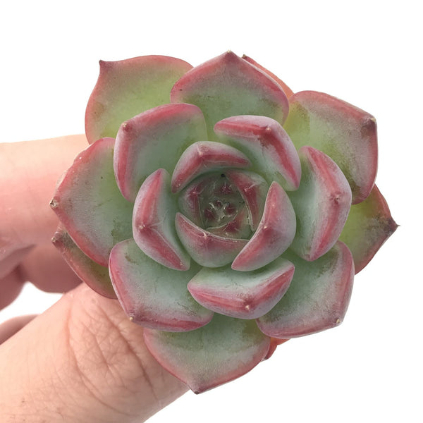 Echeveria 'Estrella' 1”-2" Rare Succulent Plant