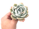 Echeveria 'Ivory' 4"+ Rare Succulent Plant