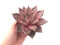 Echeveria Agavoides 'Red Ebony' 5" Extra Large Succulent Plant