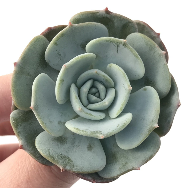 Echeveria 'Mont Blanc' 2" Powdery Succulent Plant