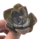 Echeveria 'Bambino' 2" Rare Succulent Plant