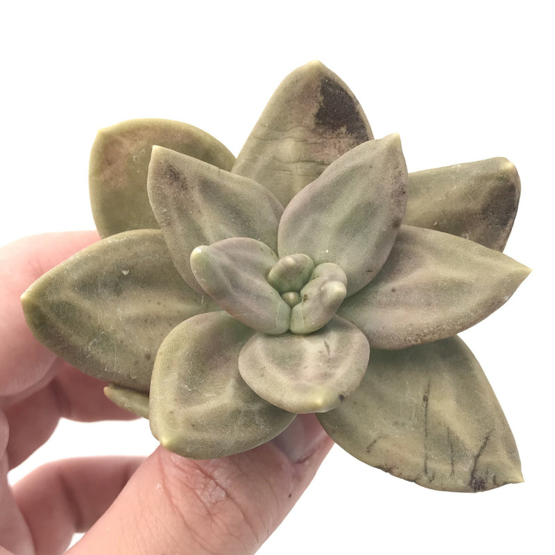 Echeveria 'Xichuensis' 2"-3" Succulent Plant