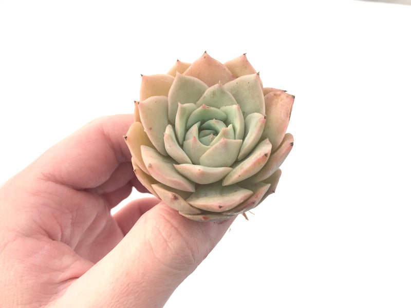 Echeveria sp. 2" Succulent Plant