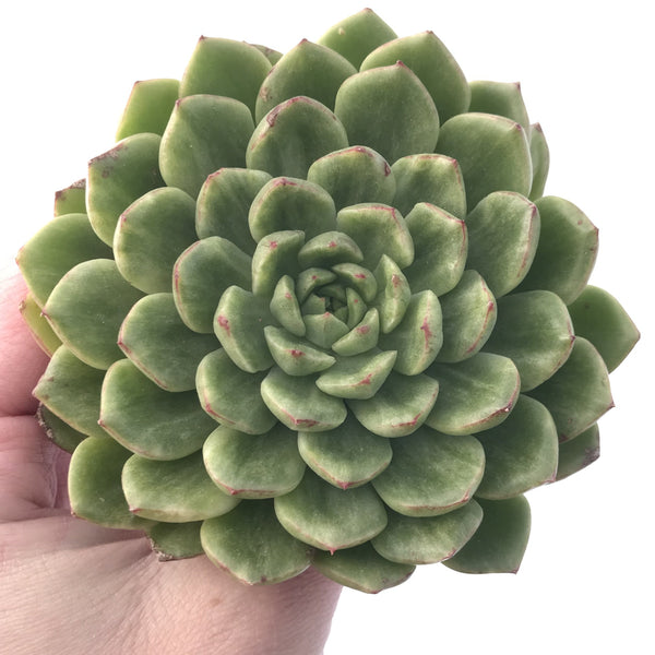 Echeveria Agavoides 'Silky' Variegated 5” Succulent Plant