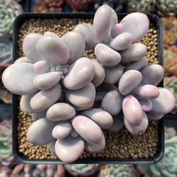 Graptopetalum 'Amethystinum' 4" Cluster Succulent Plant