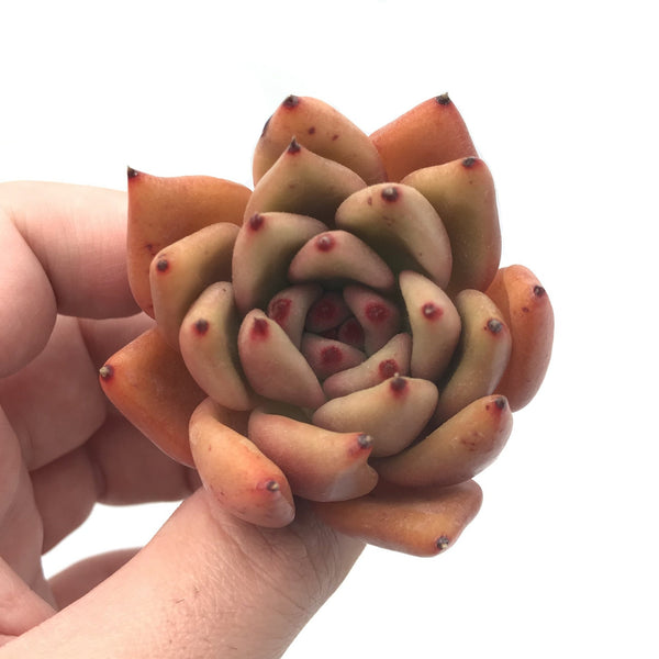 Echeveria Agavoides ‘Mundy' Hybrid 3” Rare Succulent Plant