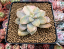 Quetzalcoatlia 'Pentandra Superba' Variegated 2" Succulent Plant (Formerly Graptopetalum 'Pentandrum Superbum' Variegated)