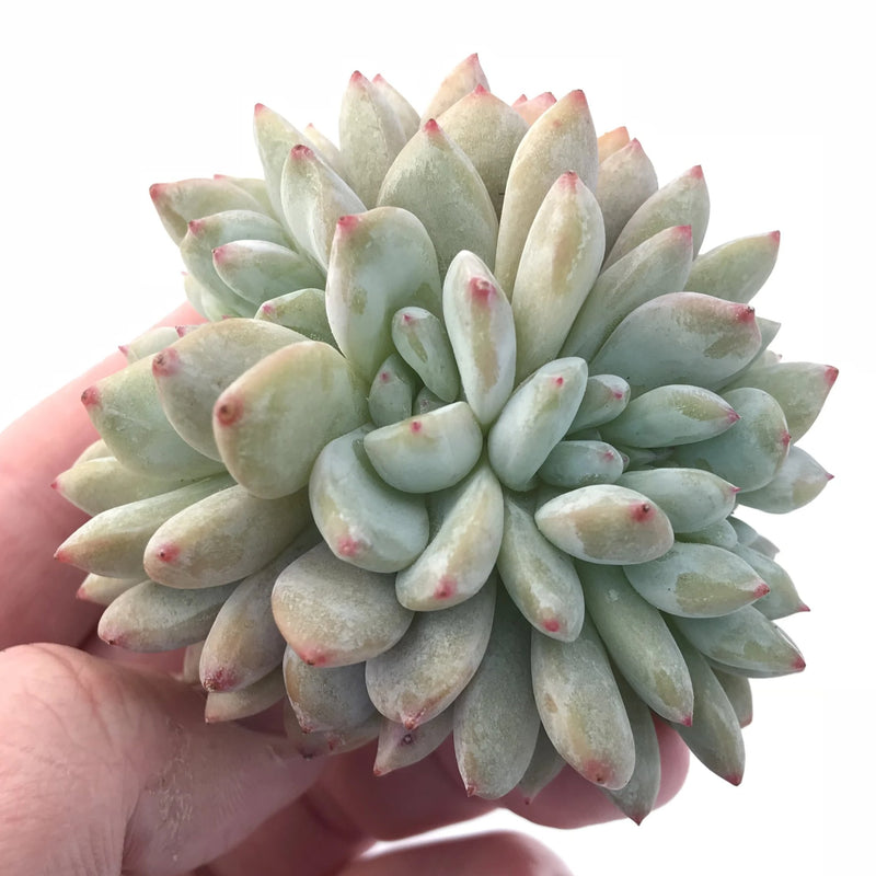 Echeveria Orange Monroe Crested 3” Rare Succulent Plant