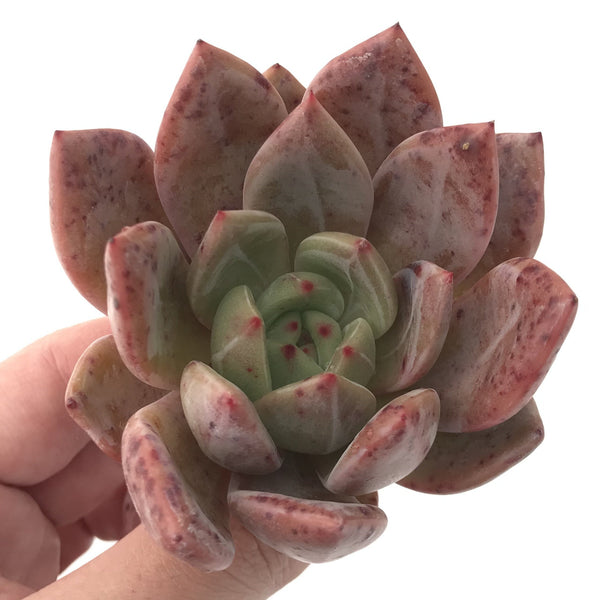 Echeveria Agavoides 'Baekya' 2"-3" Succulent Plant