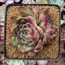 Echeveria Agavoides 'Amor' 3" Succulent Plant