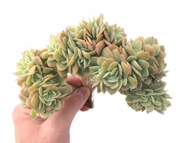 Echeveria Pastel Crested Cluster Extra Large 8” Rare Succulent Plant