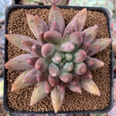 Pachyphytum 'Angels Finger' 2" Succulent Plant