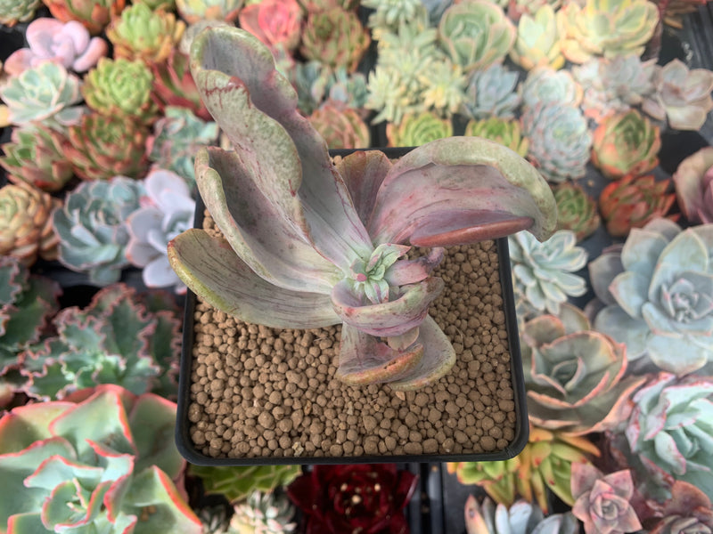 Pachyveria 'Jocelyns Joy' Variegated 2" Succulent Plant