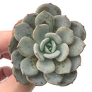 Echeveria 'Ice Purple' 2" Powdery Succulent Plant