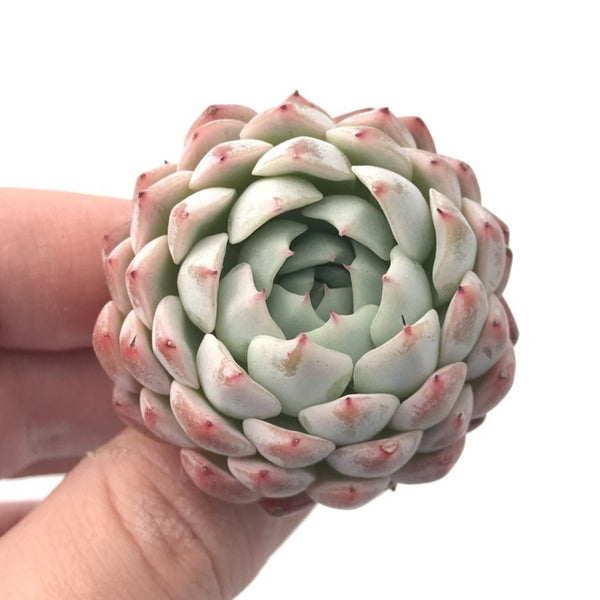 Echeveria ‘White Zaragoza’ 1” Rare Succulent Plant