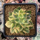 Echeveria 'Bob jolly' Variegated 2" Succulent Plant