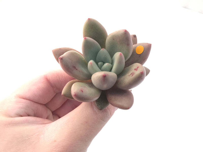 Graptoveria 'Ruby Donna' 2" Succulent Plant