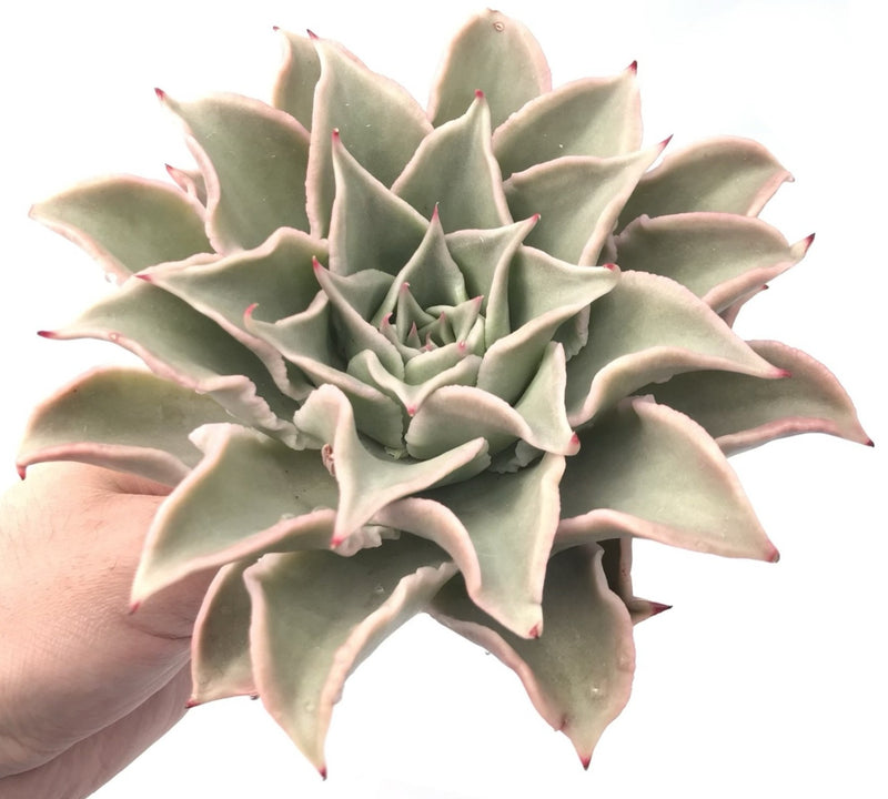 Echeveria 'Madiba’ Extra Large Specimen 8” Rare Succulent Plant