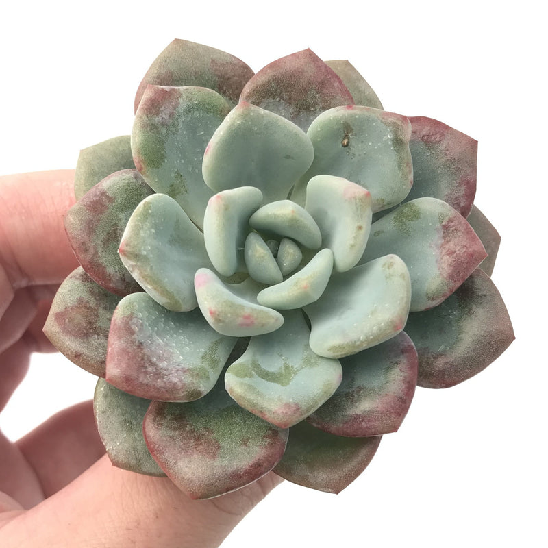 Echeveria 'Amore' 2"-3" Succulent Plant