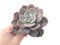 Echeveria 'Bianca' 4" Large Powdery Succulent Plant