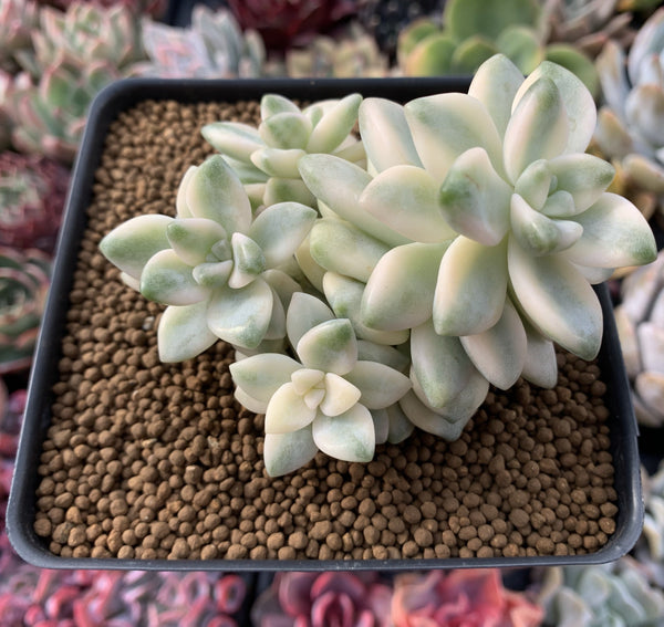 Graptoveria 'Titubans' Variegated Cluster 5" Succulent Plant