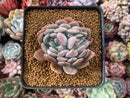 Echeveria 'Milk Tea' 2"-3" New Hybrid Succulent Plant